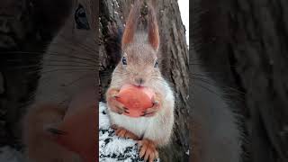 Ещё про белку и морковку / More about squirrel and carrot
