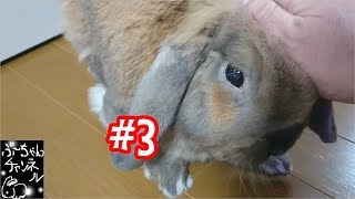 【ホーランド】#3：ついさっきのうさぎ【ロップ】