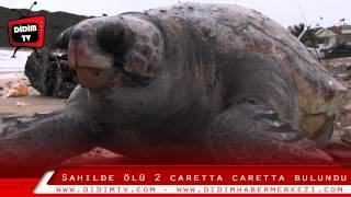 Didim sahilinde ölü 2 caretta caretta bulundu