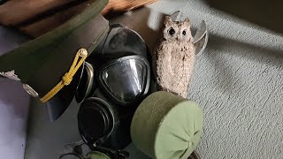 С бодрым утром! Жаворонки просыпаются, совы засыпают