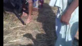 bakre da jhatka on 1 march 2010 hola mahalla at anandpur sahib