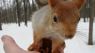 Кормлю по очереди Длинноухого и Того Самого бельчонка / I feed two familiar squirrels