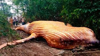 23 САМЫХ НЕВЕРОЯТНЫХ ВЕЩИ, КОТОРЫЕ ВЫ УВИДИТЕ СЕГОДНЯ