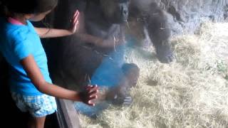№ 1136 США Живой Кинг-Конг в Busch GardenТампа Флорида 2011