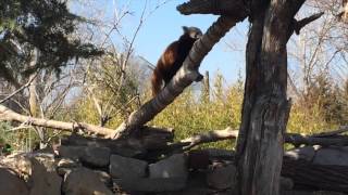FOLLOW ME AROUND THE ZOO! {FUNNY CLIPS INCLUDED}