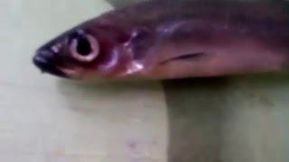Необычная рыба которая пахнет огурцами - Снеток, рыба эндемик, озеро Ильмень