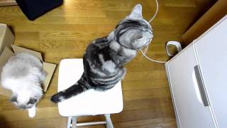 椅子からおねだり～猫HD 　 We want canned food than dry food!!