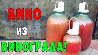 ВИНО из ВИНОГРАДА !!! Виноградное вино ПРОСТОЙ РЕЦЕПТ / Часть 1