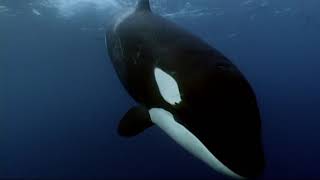 Orcas eating a minke whale