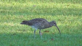 Curlews (Numenius arquata)