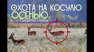 Как правильно охотиться на косулю осенью?