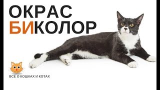 ОКРАС БИКОЛОР. ДВУХЦВЕТНЫЕ КОШКИ.