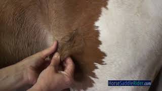 Horse/Equine Gelding Castration Scar Tissue Manipulation. Caroline.Lindsay.com