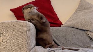 あまりにくっついてきすぎなカワウソと「ゔぁーぷぅぷぅ」 An otter that is too attached to me and “va- poo poo".
