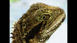 Dramatic Lizard