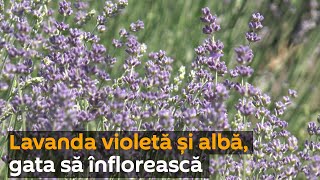 În Moldova înflorește lavanda