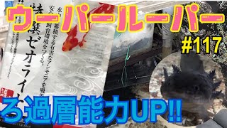 ウーパールーパー 117 ゼオライトでろ過層パワーアップ！axolotl Breeding Video
