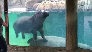 Zoober