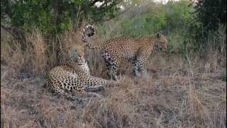 White Dam male & Little Bush female mating