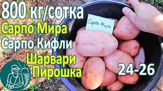???? Сбор урожая 26 сортов картофеля в жарком климате: Сарпо Мира, Сарпо Кифли, Шарвари Пирошка