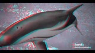 Delfini Stereoscopic 3D