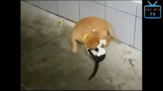 Funny Animal Mating - Funny Bad Cats Videos Compilation Part 1 Funny Bad Animals