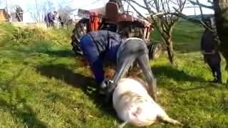 SVINJOKOLJ NA VUČIJAKU I IMT 558 2014