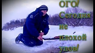 ОГО! Сегодня не плохой улов. Ловим налима на реке - Болен Рыбалкой №463