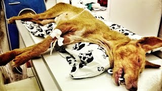 Dog abused and starved amazing recovery and incredible second chance