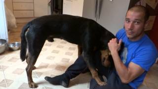 Rottweiler Zeus is playing with his daddy :)