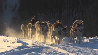 VOLGA QUEST SLEDDOG RACE 2014