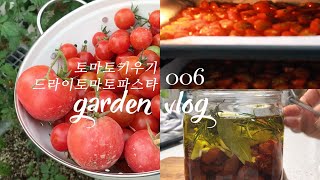HOMEMADE  DRIED TOMATOES RECIPE