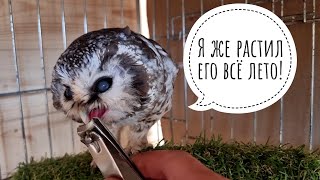Сыч Чучундрий немножко гуляет и удивляется новой стрижке клювала