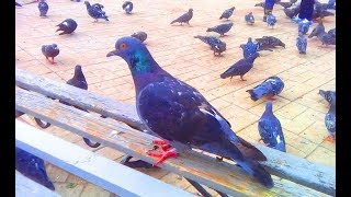 Голуби Дети кормят голубей Pigeons Children feeding pigeons Videos for kids