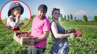 მარწყვის კრეფა კირასთან ერთად - Family Vlog