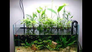 Как обустроить ПАЛЮДАРИУМ в домашних условиях. ВОДНЫЙ САД в интерьере