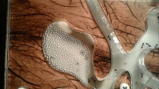 Эксплуатация муравьиной фермы. Хроники 5. Конденсат и моя борьба с ним