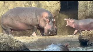 Baby Hippo Fritz Learning Things from Dad Tucker - Cincinnati Zoo
