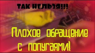 Плохое обращение с попугаями!!! Как нельзя обращаться с попугаями?! Пример плохого обращения!