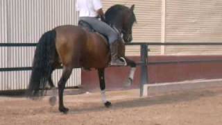 Pure Bay Andalusian Stallion