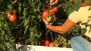 Урожай томатов