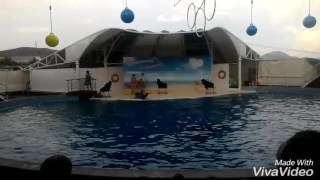 Танец морского котика. Супер!
