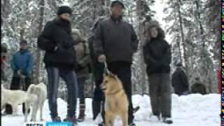 ГТРК Карелия Видео Лайки.asf