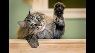 КАК НАУЧИТЬСЯ ПОНИМАТЬ СВОЮ КОШКУ How to understand your cat