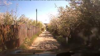 Лось бегает в садах в Павлово Нижегородской области