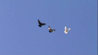 ARMENIAN & IRANIAN PIGEONS FLYING HIGH