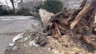 La Tiraspol, vântul puternic a smuls copaci din rădăcini