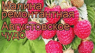 Малина ремонтантная Августовское чудо ? обзор: как сажать, саженцы малины Августовское чудо