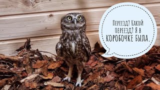 Филин Ёль обживается в вольере. Сычи Лучик и Кутуша въехали в нумера. Чучундрий немного растерялся