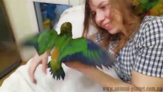 Аратинга и ожереловые попугаи